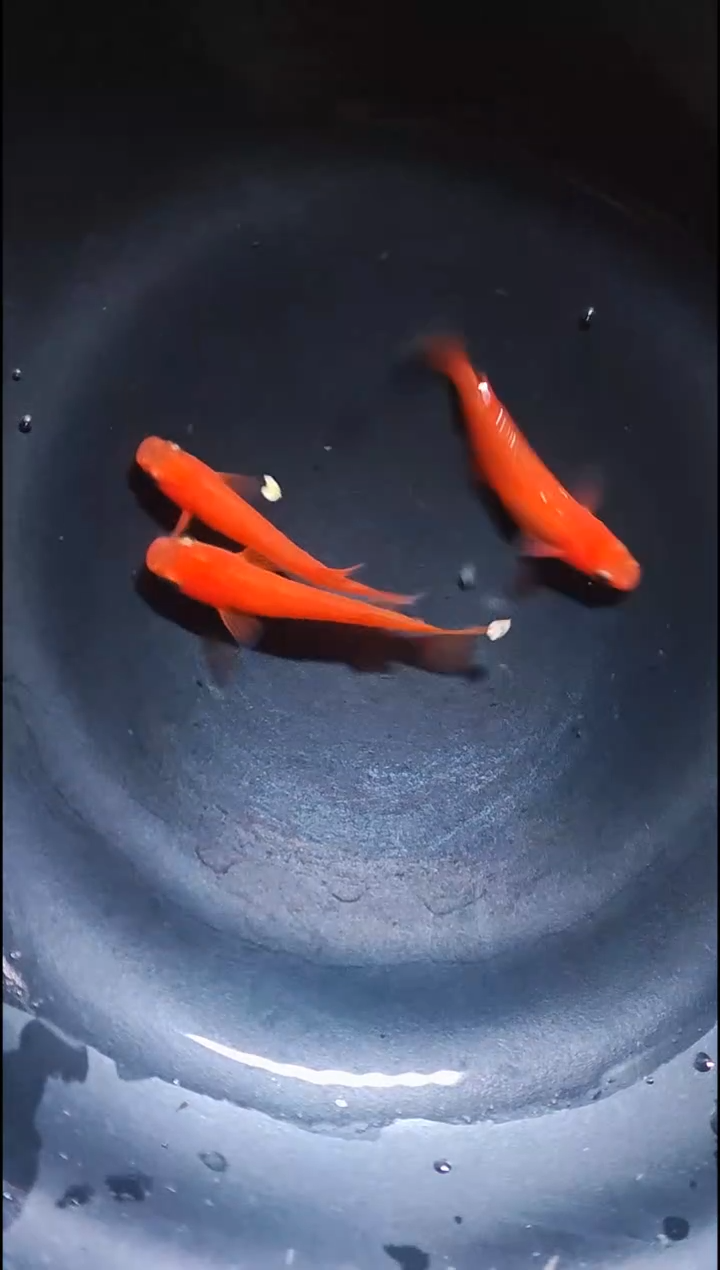 青鳉鱼观背青鳉002