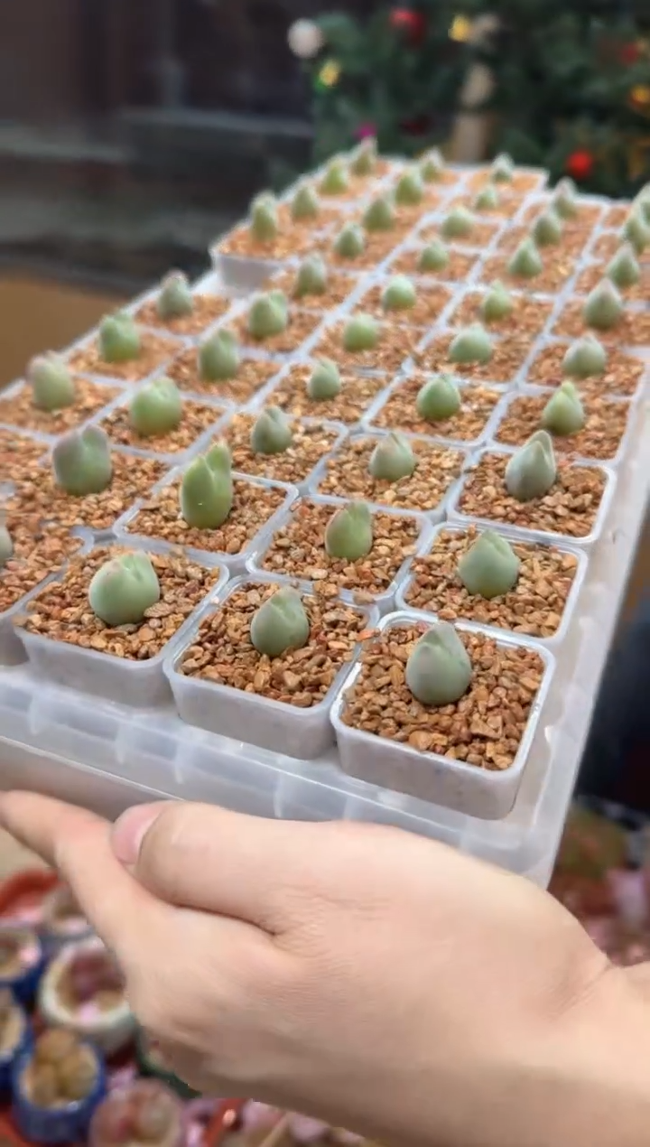 160多肉植物所见即所得老皮微瑕疵空蝉一颗