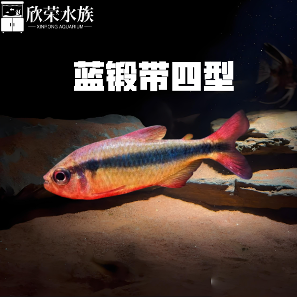蓝缎带四型魔鬼灯鱼三型高端小型灯科鱼皇室青断带水草缸群游活体