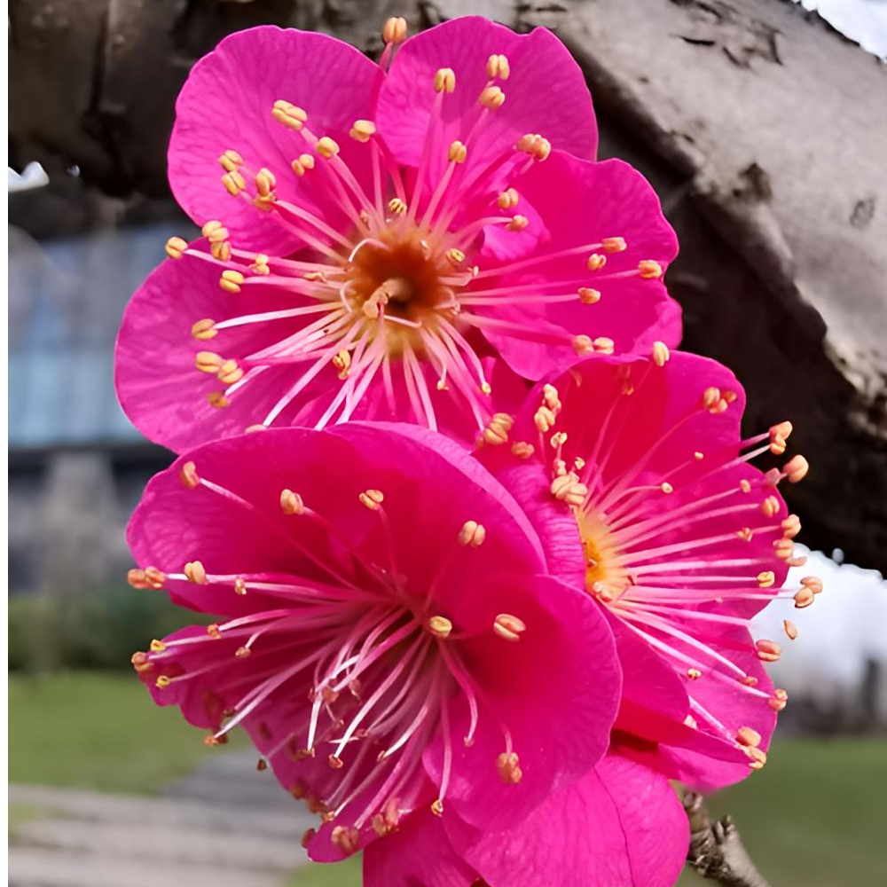 朱莎红红千鸟梅花跳舞花好看