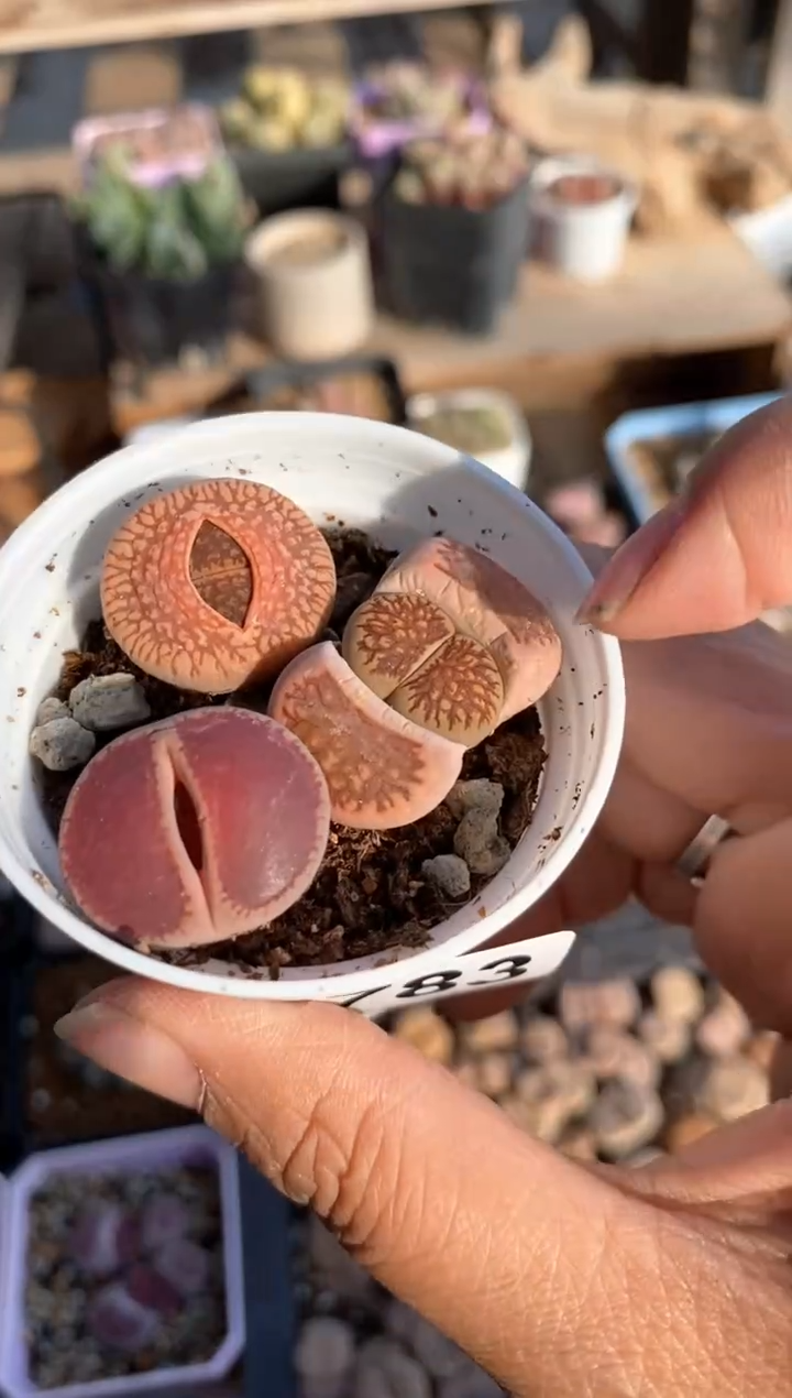 【闪购商品】7783直播一物一拍