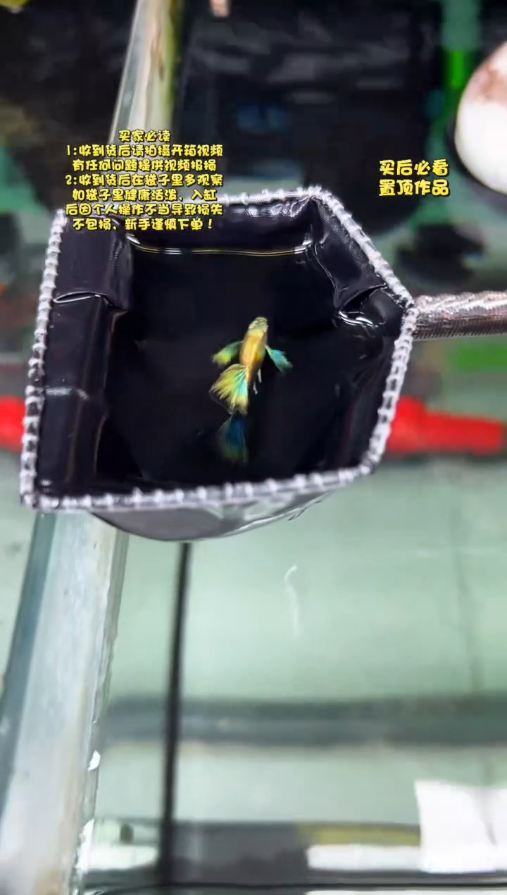 孔雀鱼无怨孔雀鱼