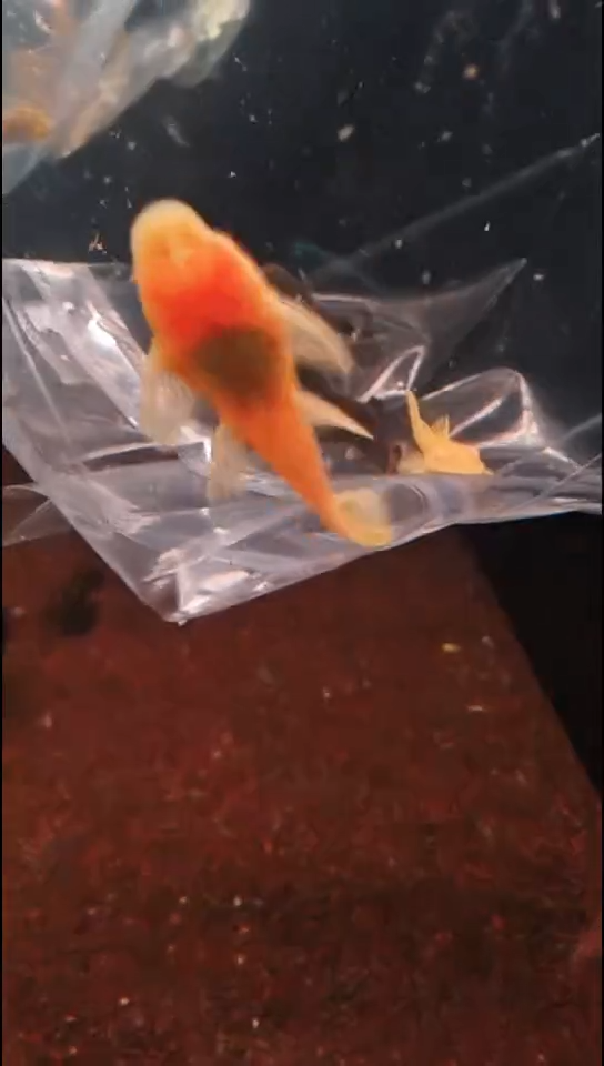 工具鱼洋**坨编号88黄金胡子2只+老虎小精灵2只   2.5-3.5厘米