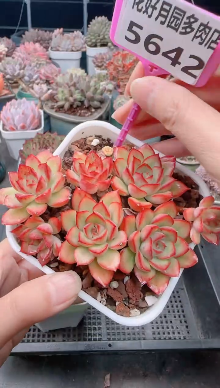 【闪购商品】5642.