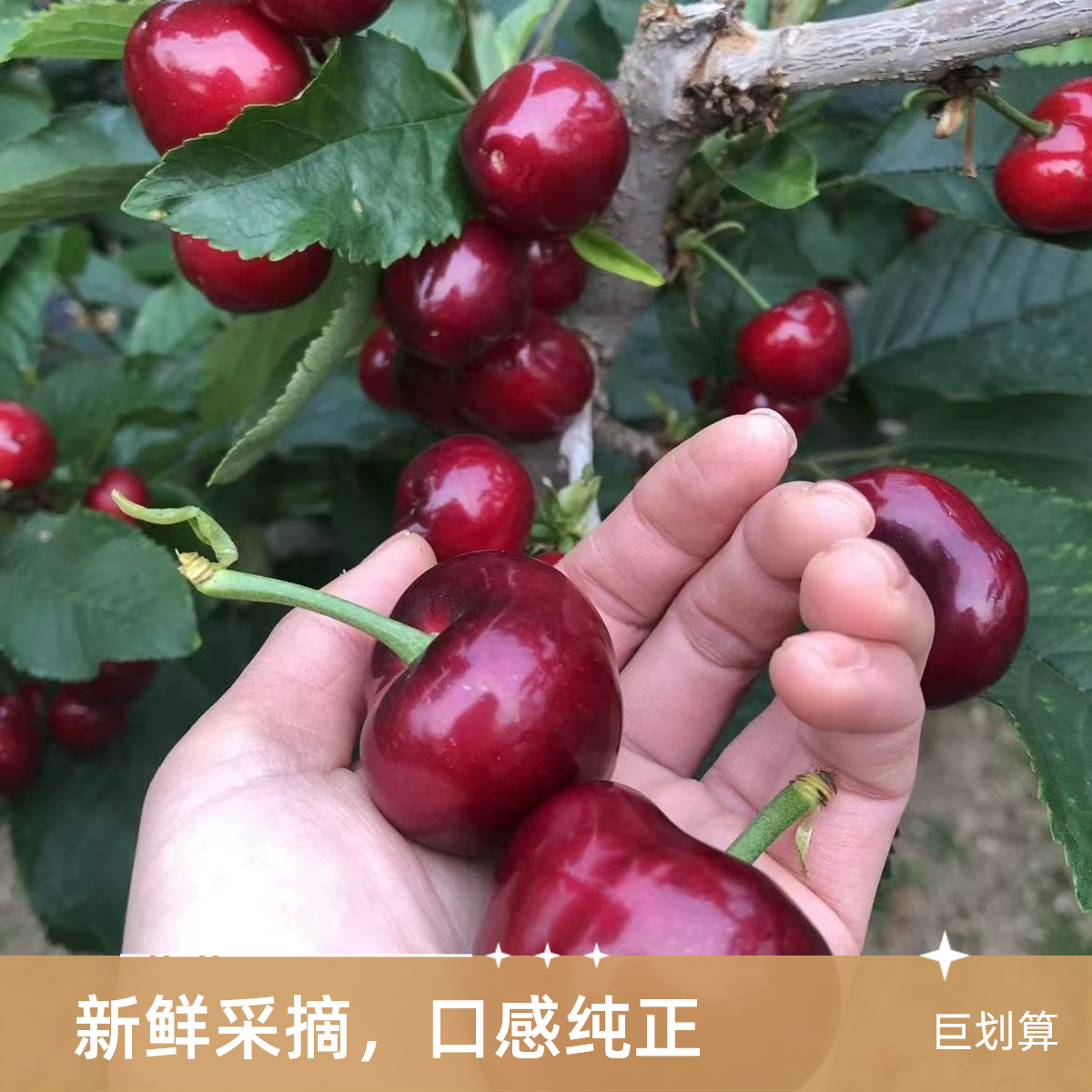 【顺丰包邮次日达】精品大连美早樱桃 3J【一箱2.1斤净重1.8-1.9斤】新鲜采摘原箱发货美早辽宁省
