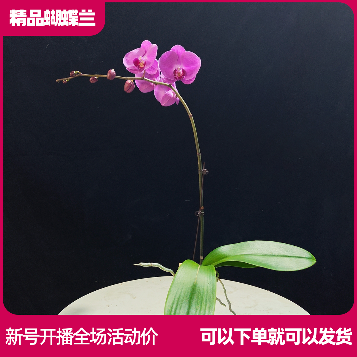 【粉蜜桃B01】任意两颗包邮 只拍一颗默认【发苗】