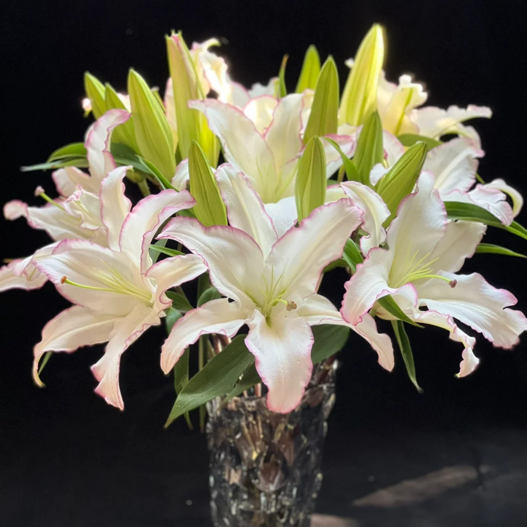 【新品推荐】【唇彩香水百合多头】云南鲜花家用瓶插任意两件送货上门