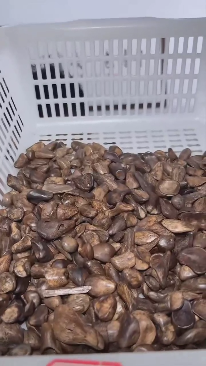 吊坠沉香a58号瘤疤舍利多样性发一