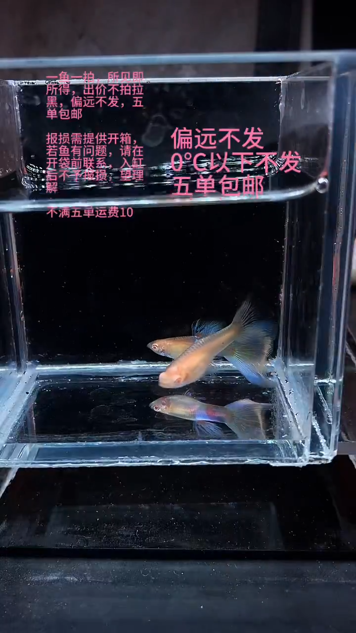 孔雀鱼孔雀鱼 01