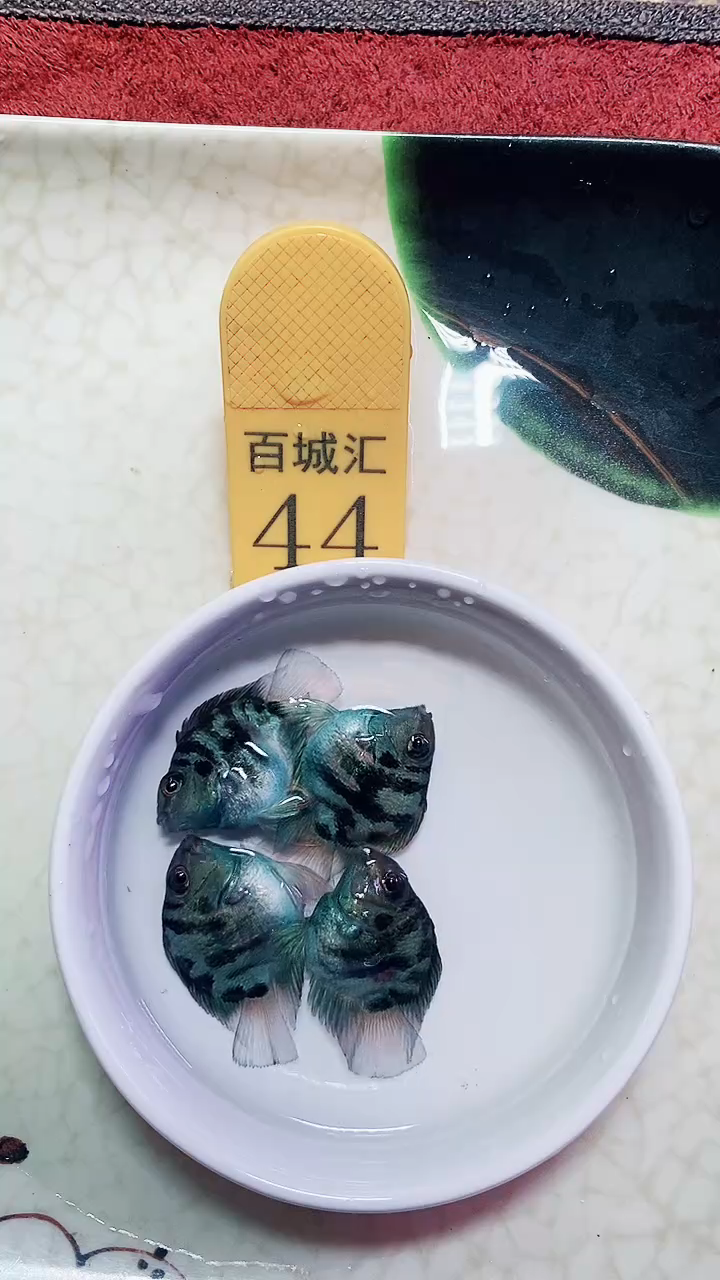 鹦鹉鱼555555555555