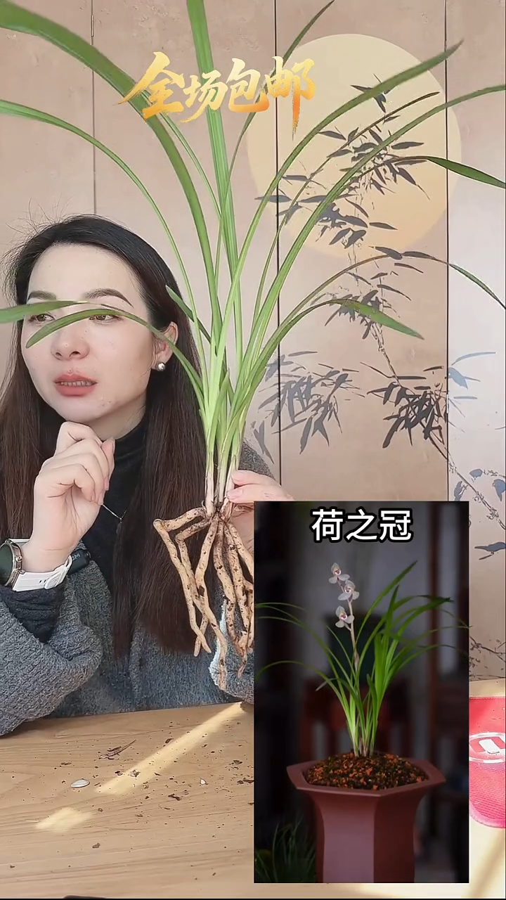 当前无花栽培后可以开花：荷之冠