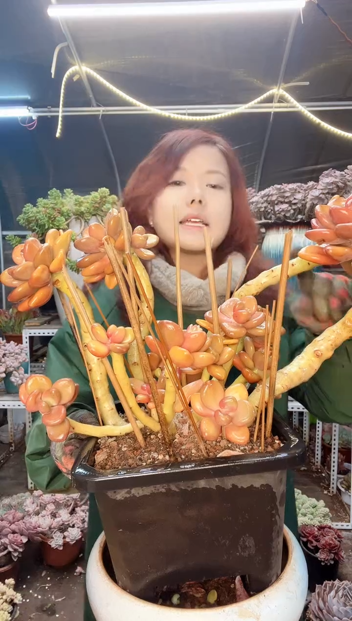 【闪购商品】蛋黄奶 一物一拍 物流自理 