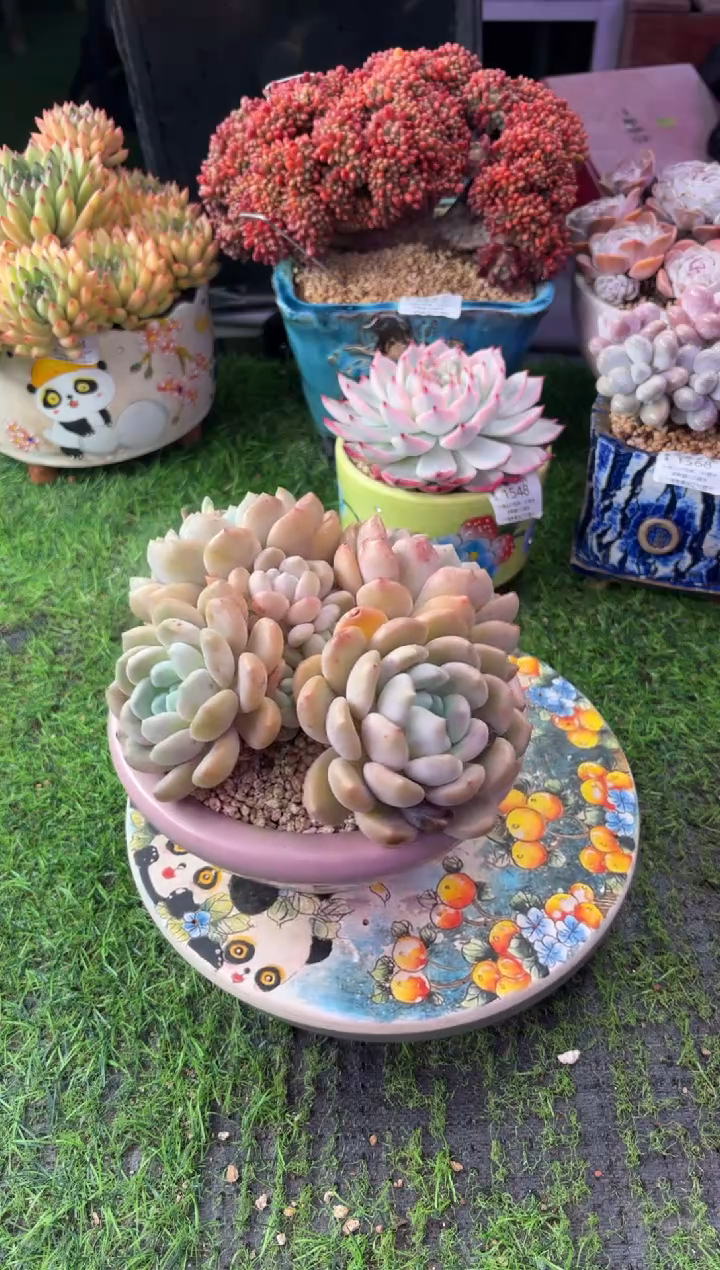 昆明印象多肉1674