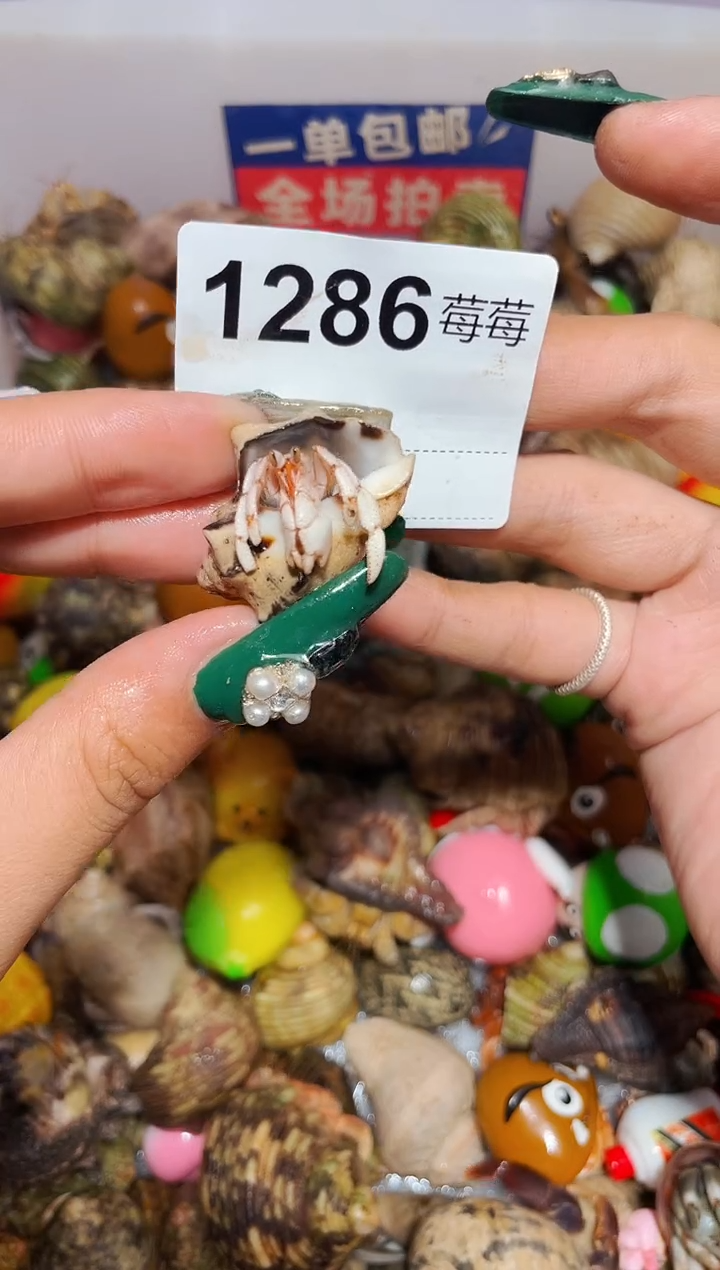 陌派甄选寄居蟹1286