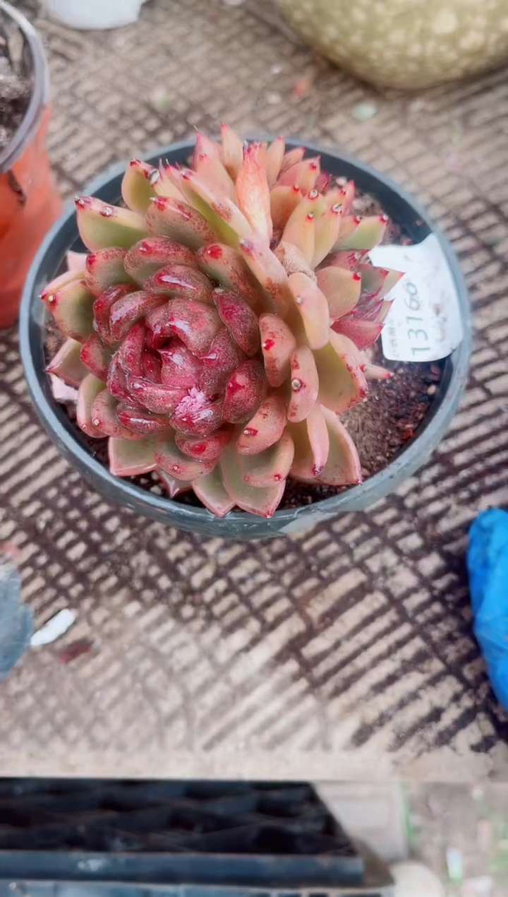 喵***令跃跃精品多肉13166