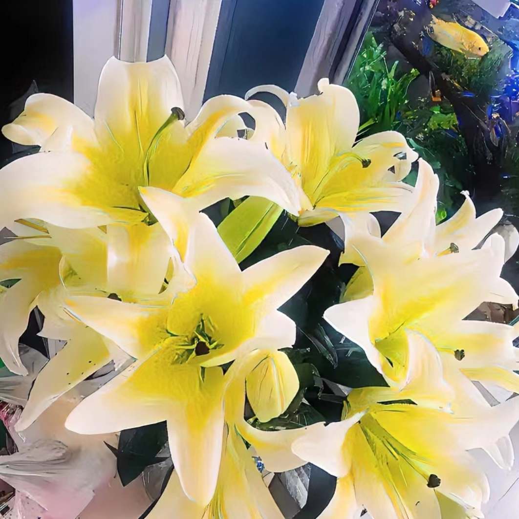 X【夏日集市】黄天霸百合大花苞黄色系百合