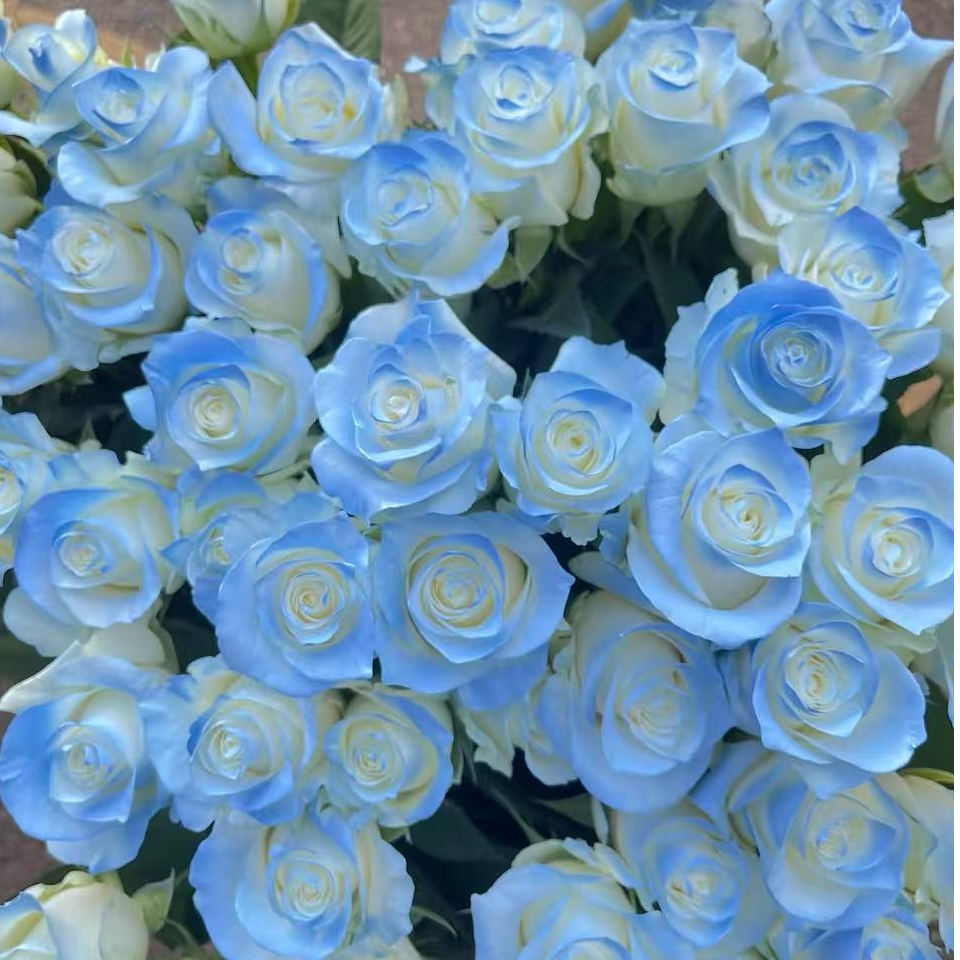 【碎冰蓝】云南基地鲜切花，收到花一定要先醒花，不会咨询客服