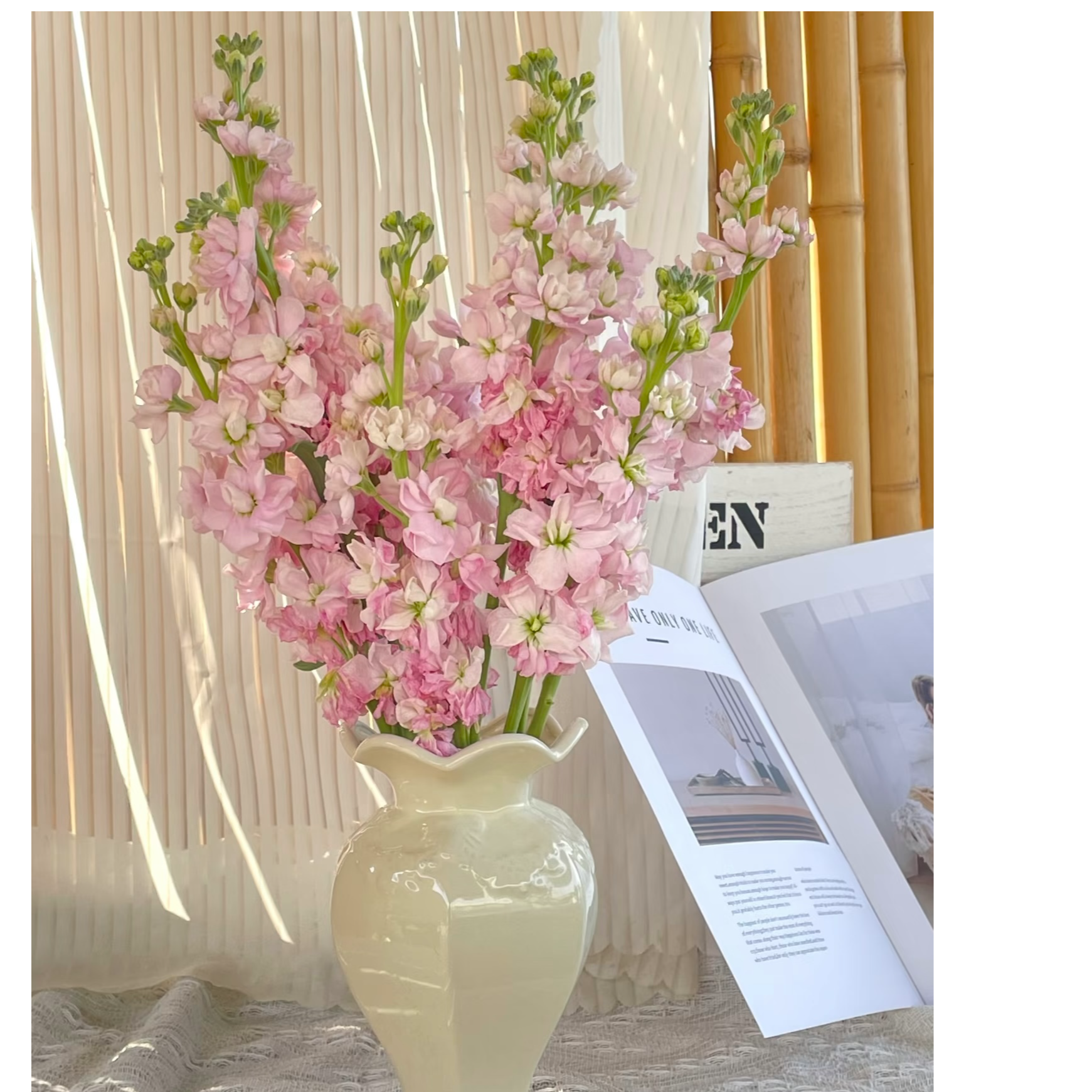 粉色重瓣紫罗兰1扎  任意2单鲜花升级顺丰冷链/德邦空运