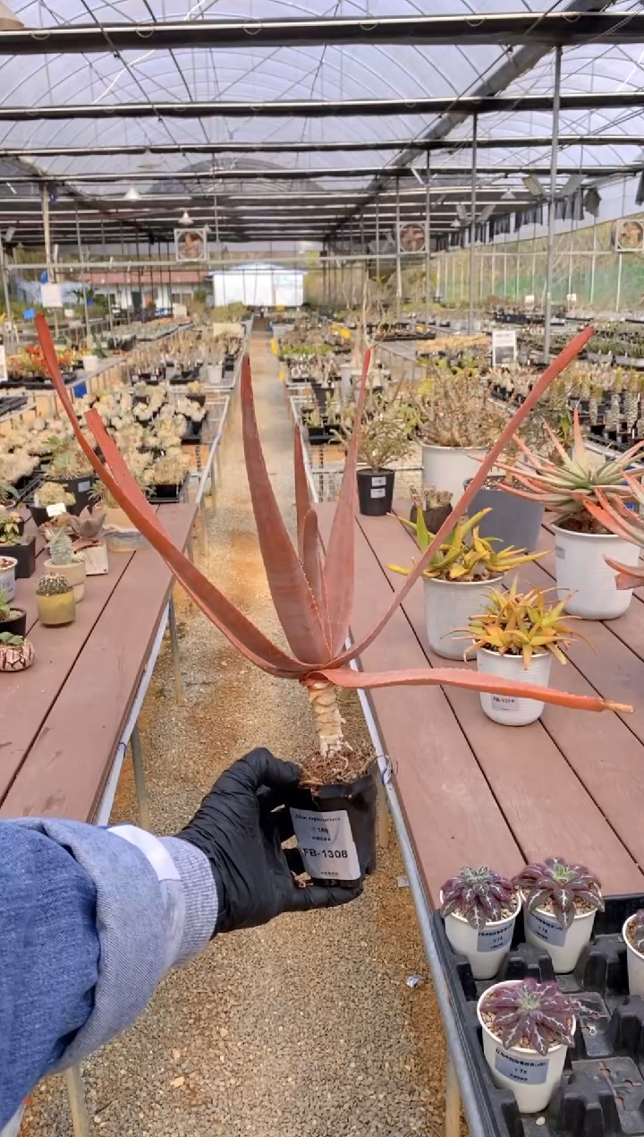 【闪购商品】原生芦荟脱土FB-1308