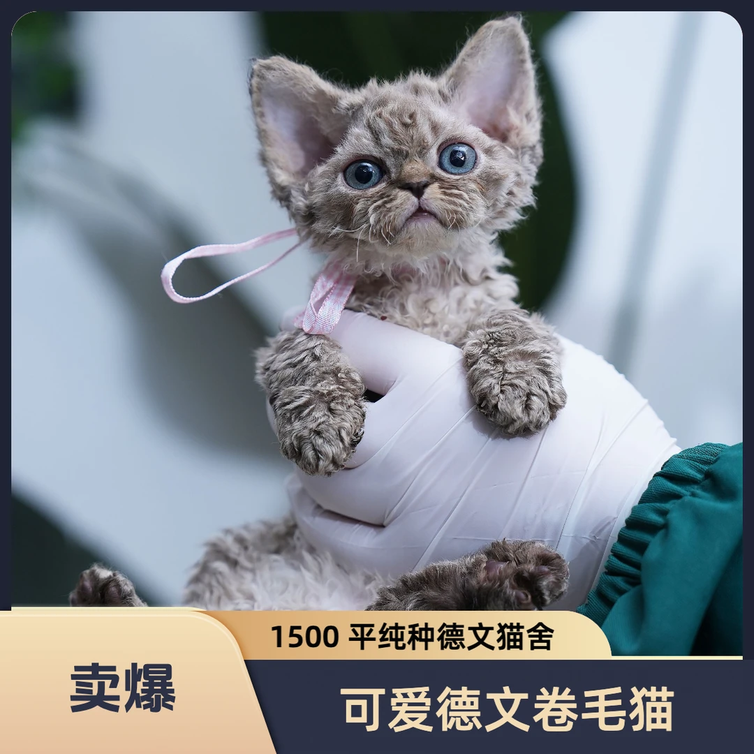 嘉元的德文卷毛猫活动链接