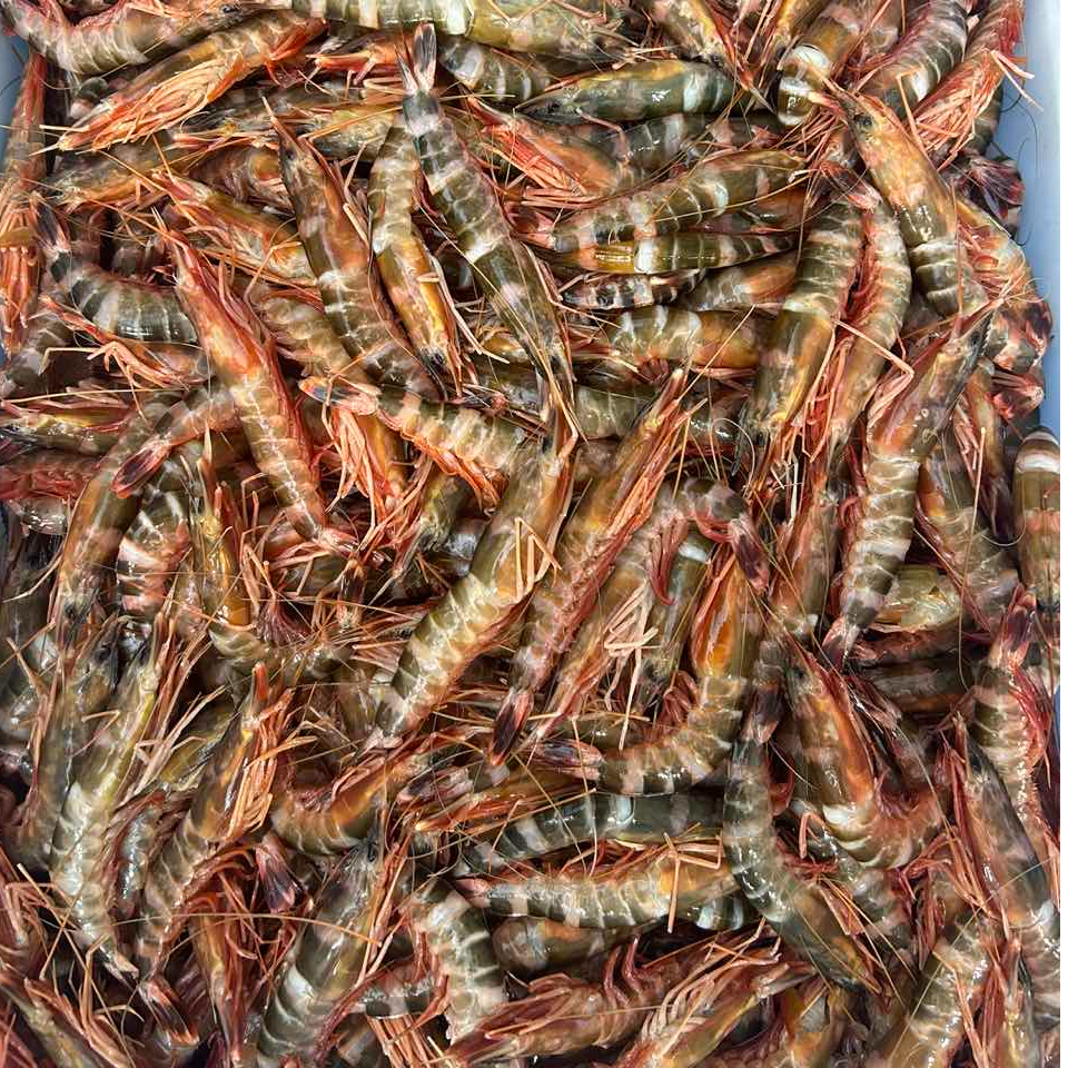 {顺丰发货}海捕花斑节虾 海虾 1500g