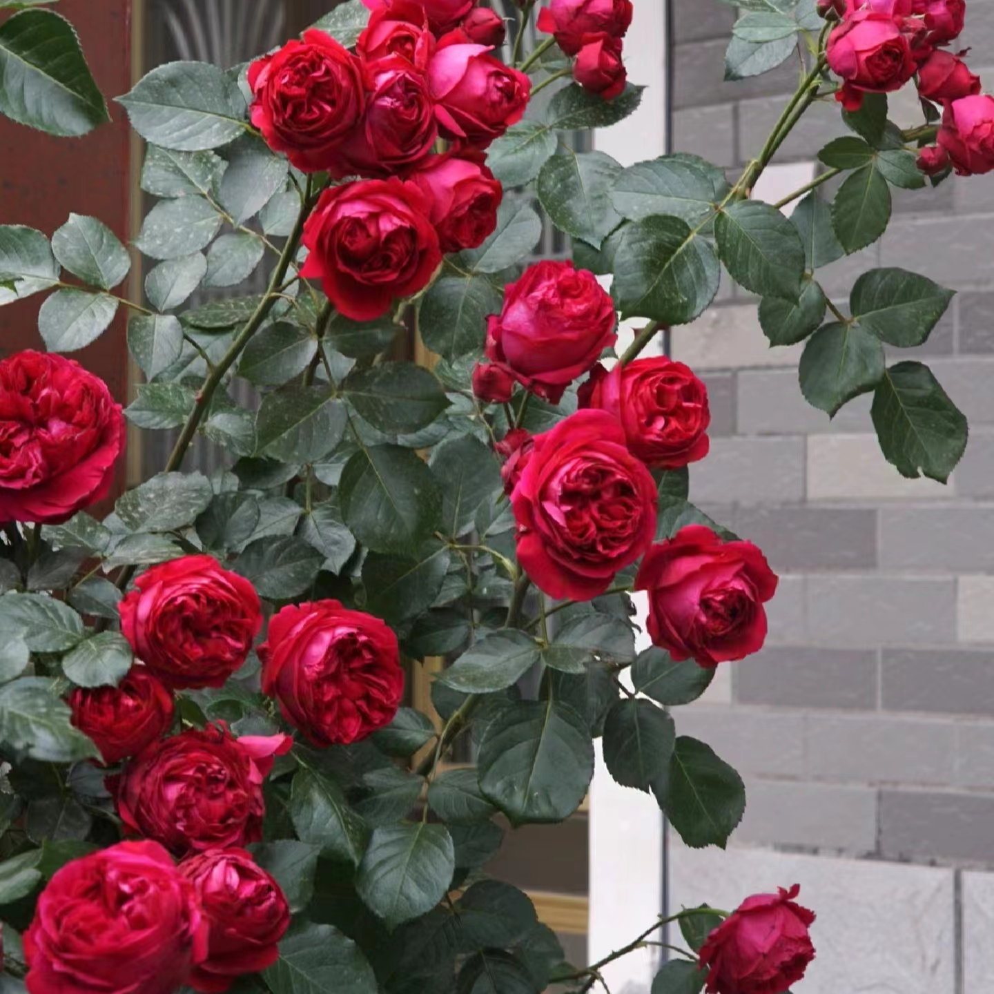 【宏哥月季】精品红色龙沙宝石  大花浓香两广三宝之一红色爬藤月季