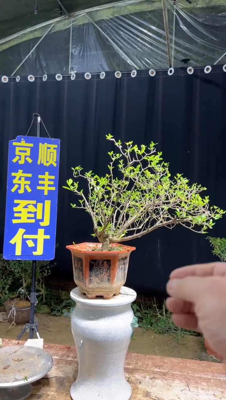 当前无花栽培后可以开花鱼**见海岛栀子花