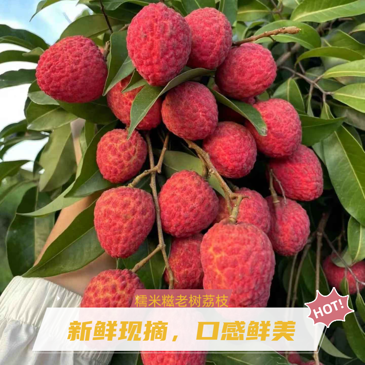 【顺丰冷链】广东老树糯米糍荔枝上市果园现采现发新鲜荔枝a