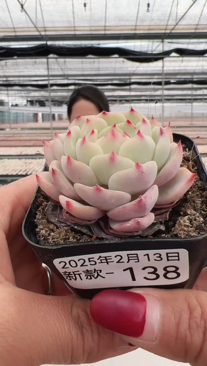 【闪购商品】新款多肉-138