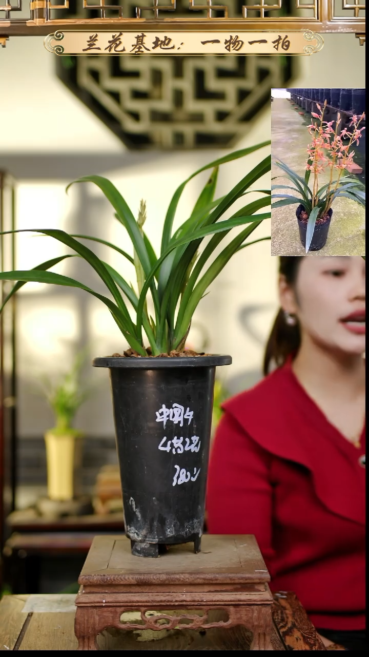 完全开放墨兰中国牛