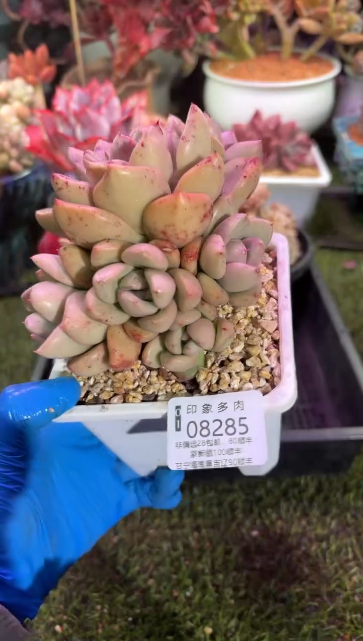 【闪购商品】08285