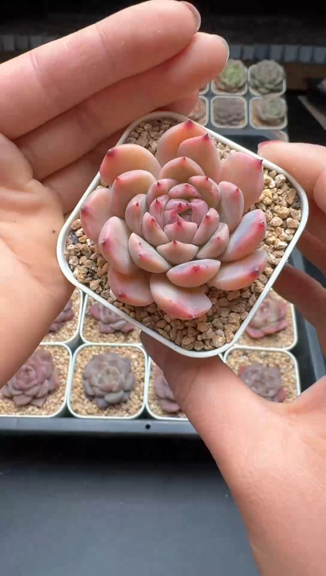 【闪购商品】166号一物一拍珍妮多肉花卉植物3颗起发