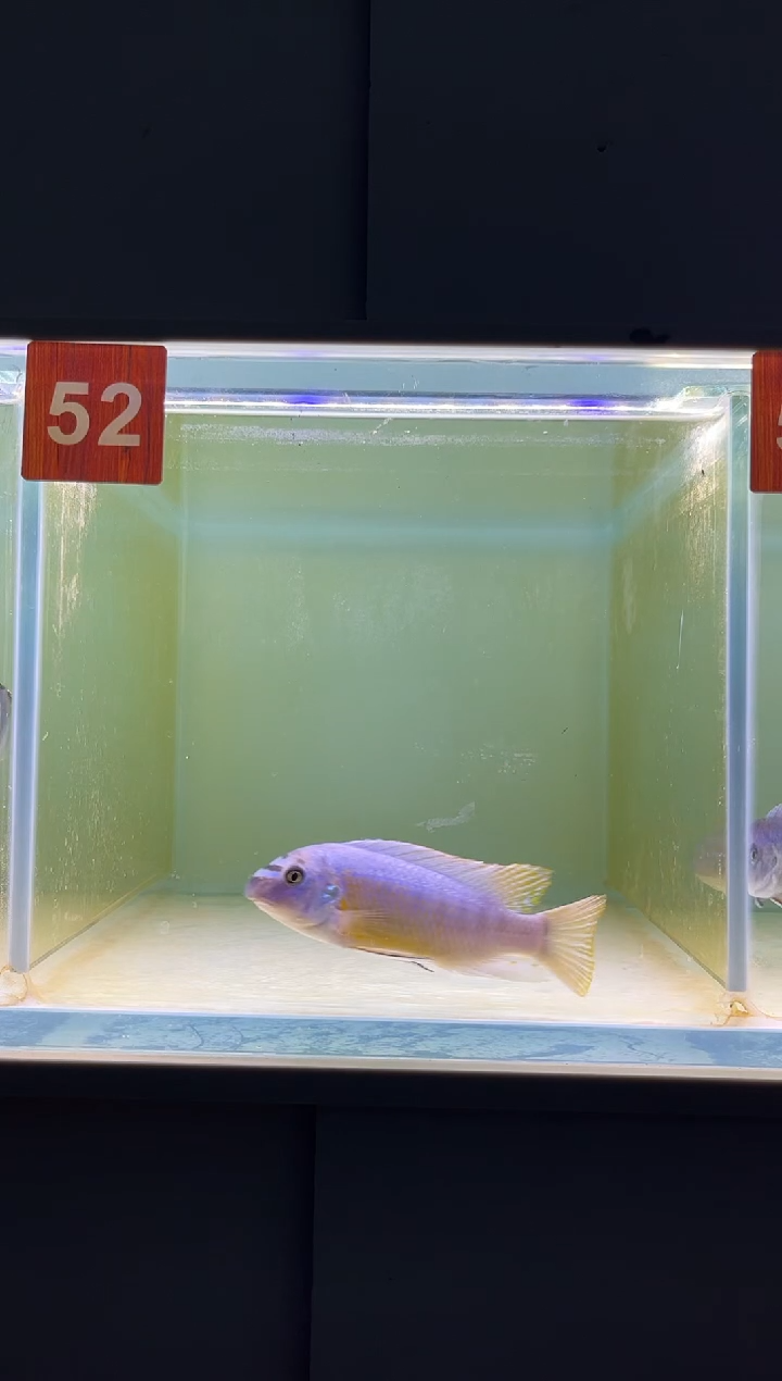 海水三湖慈鲷野生