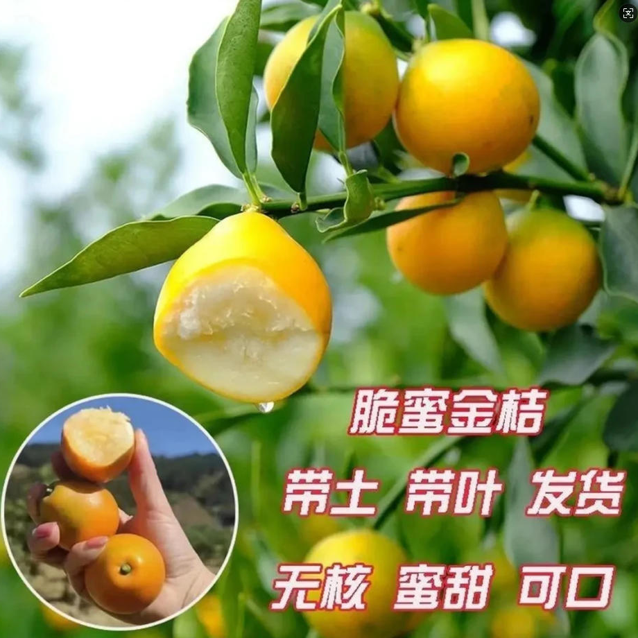 【带果发货】嫁接脆皮金桔酸甜地栽盆栽室内室外种植20个果子左右1