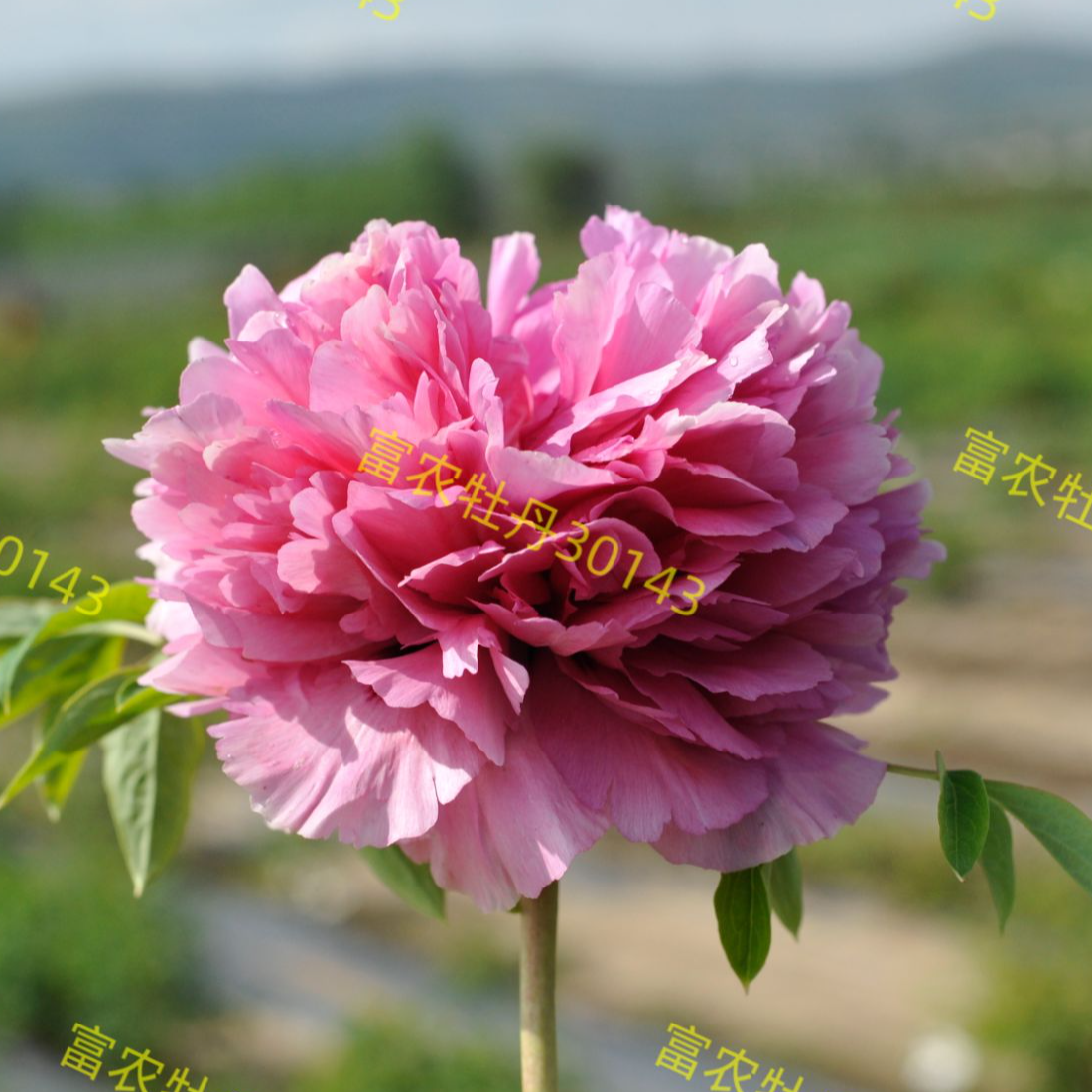 富农紫斑牡丹 粉色系新品种30143牡丹苗