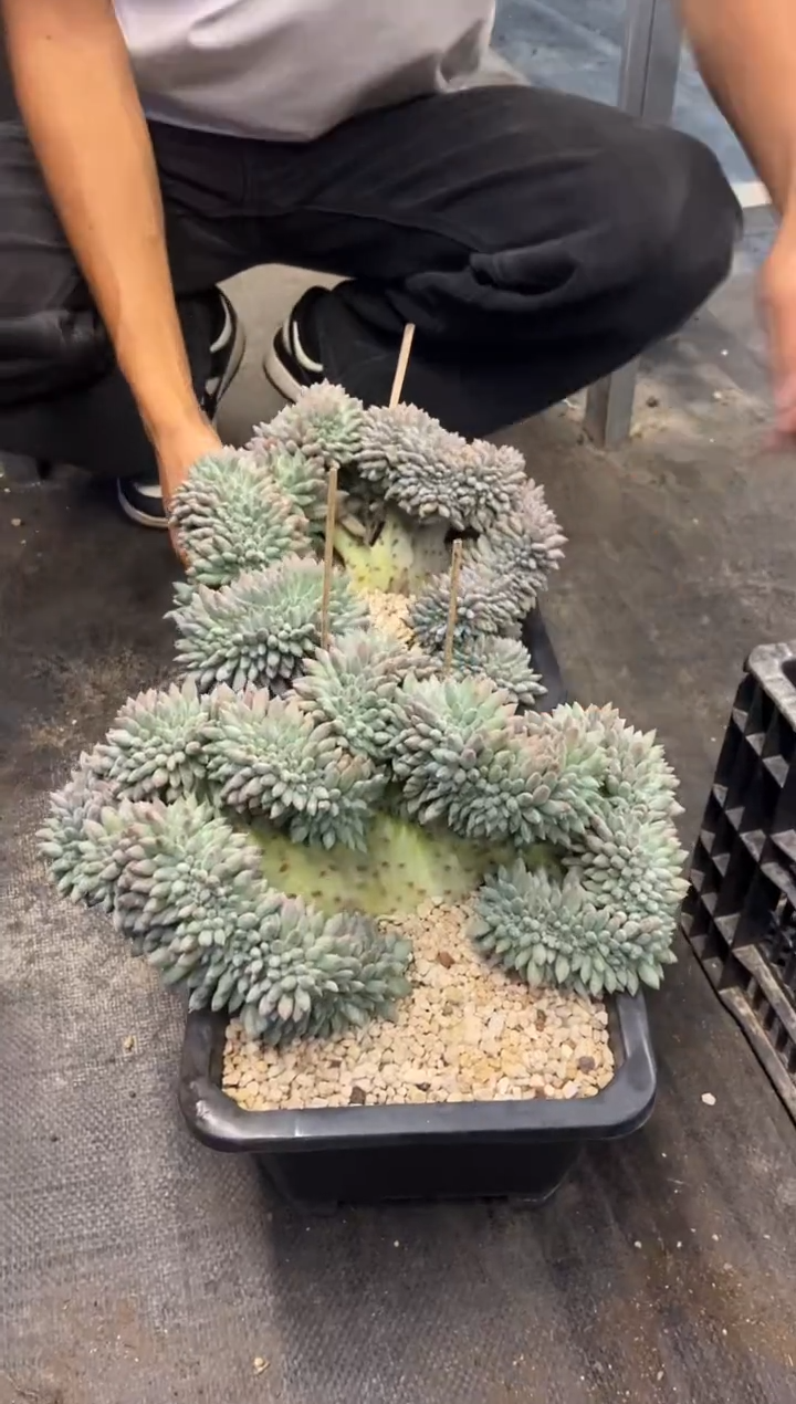 超大所罗门缀化        