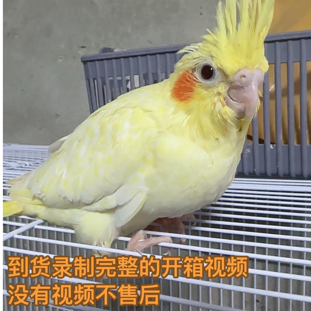 手养玄凤鹦鹉活体黄化珍珠原始灰宠物鸟