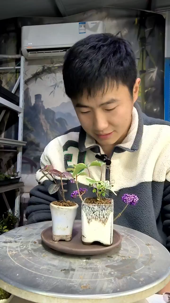 奔****子中青园艺一物一拍花405