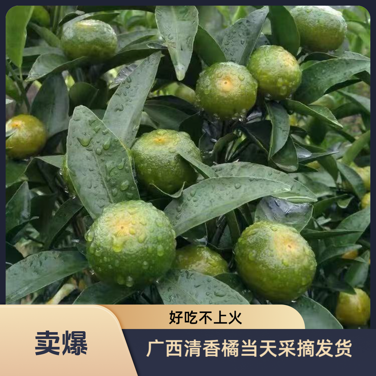 （A级）广西清香蜜桔清香茶橘新鲜采摘纯甜无酸多汁清香橘初恋果