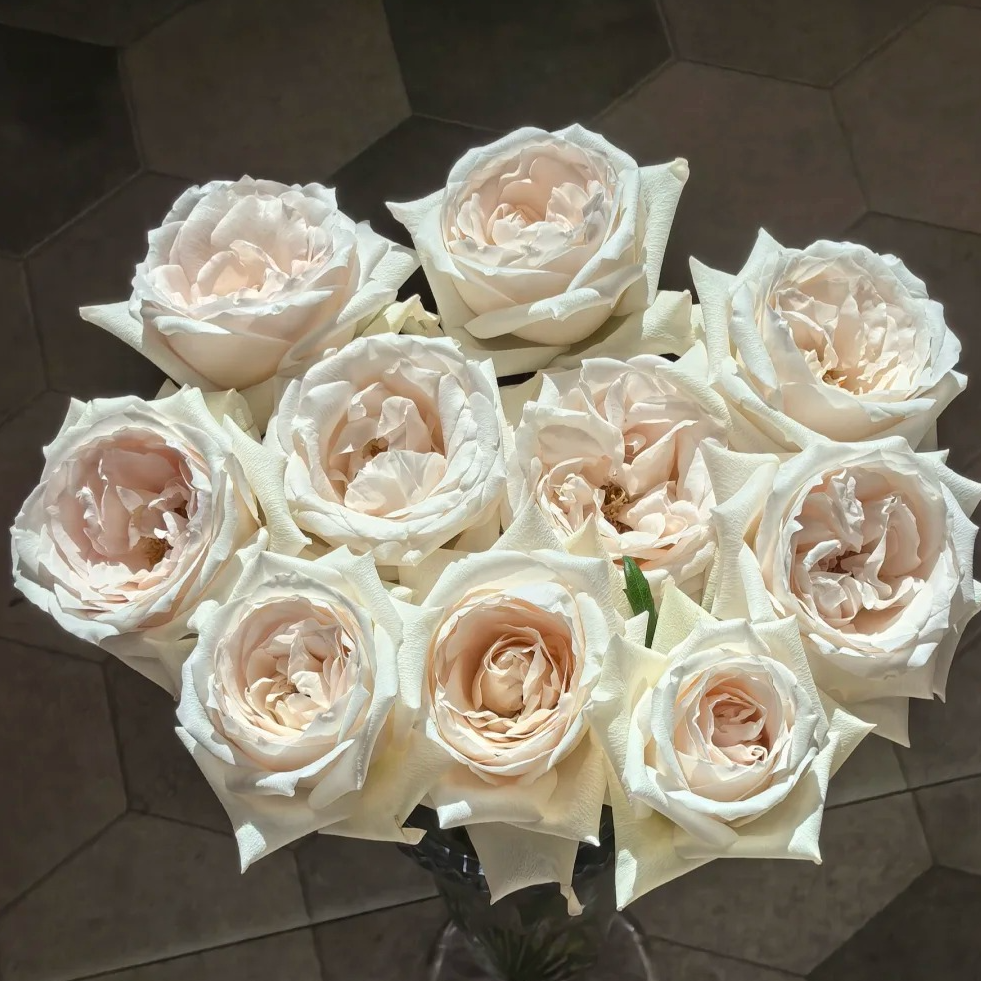 【云南鲜花】单头（伊丽莎白）玫瑰 1单普通包邮，2单以上顺丰冷链