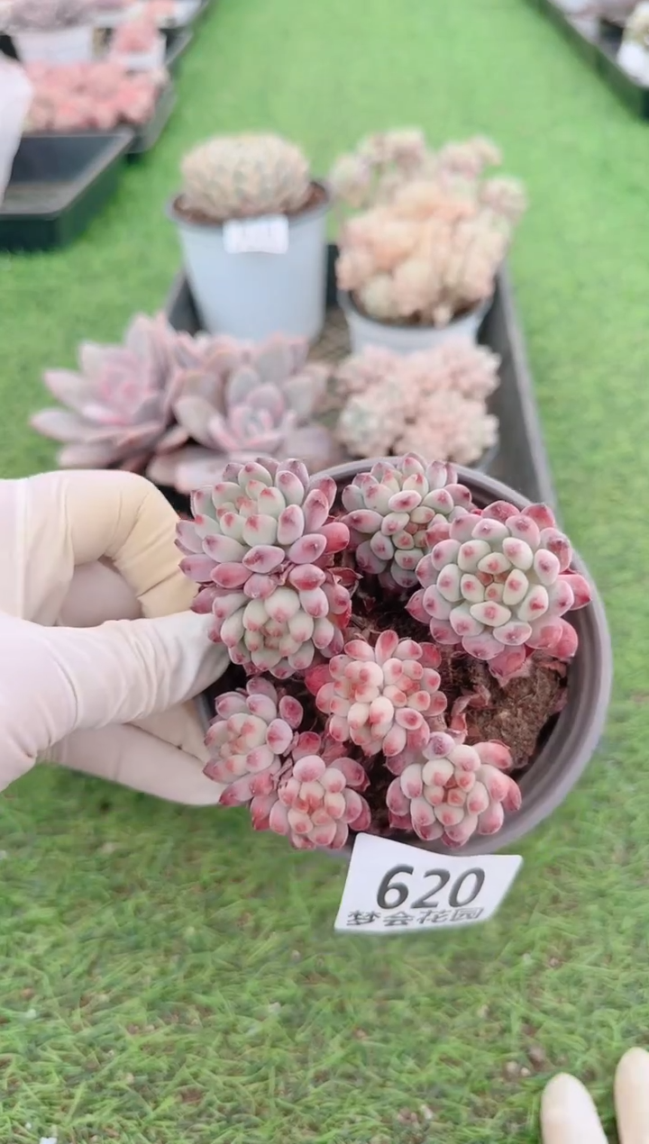 【闪购商品】梦会多肉一物一拍