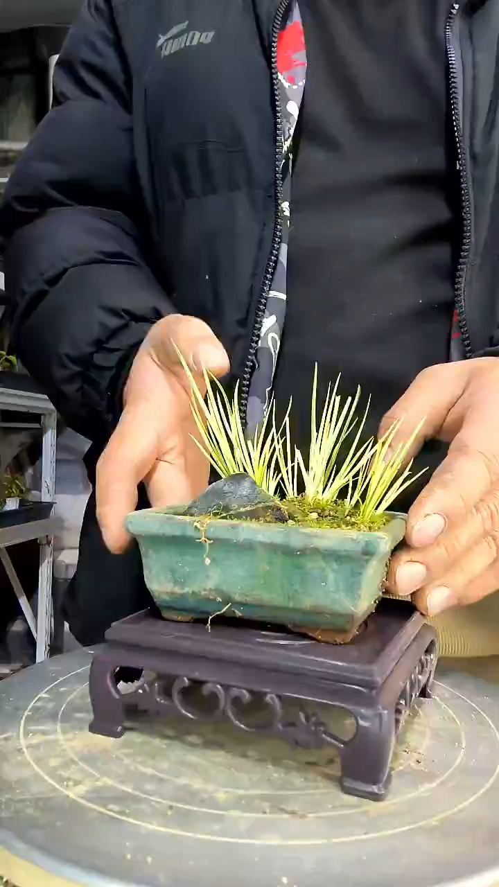 重****～中青园艺一物一拍花406