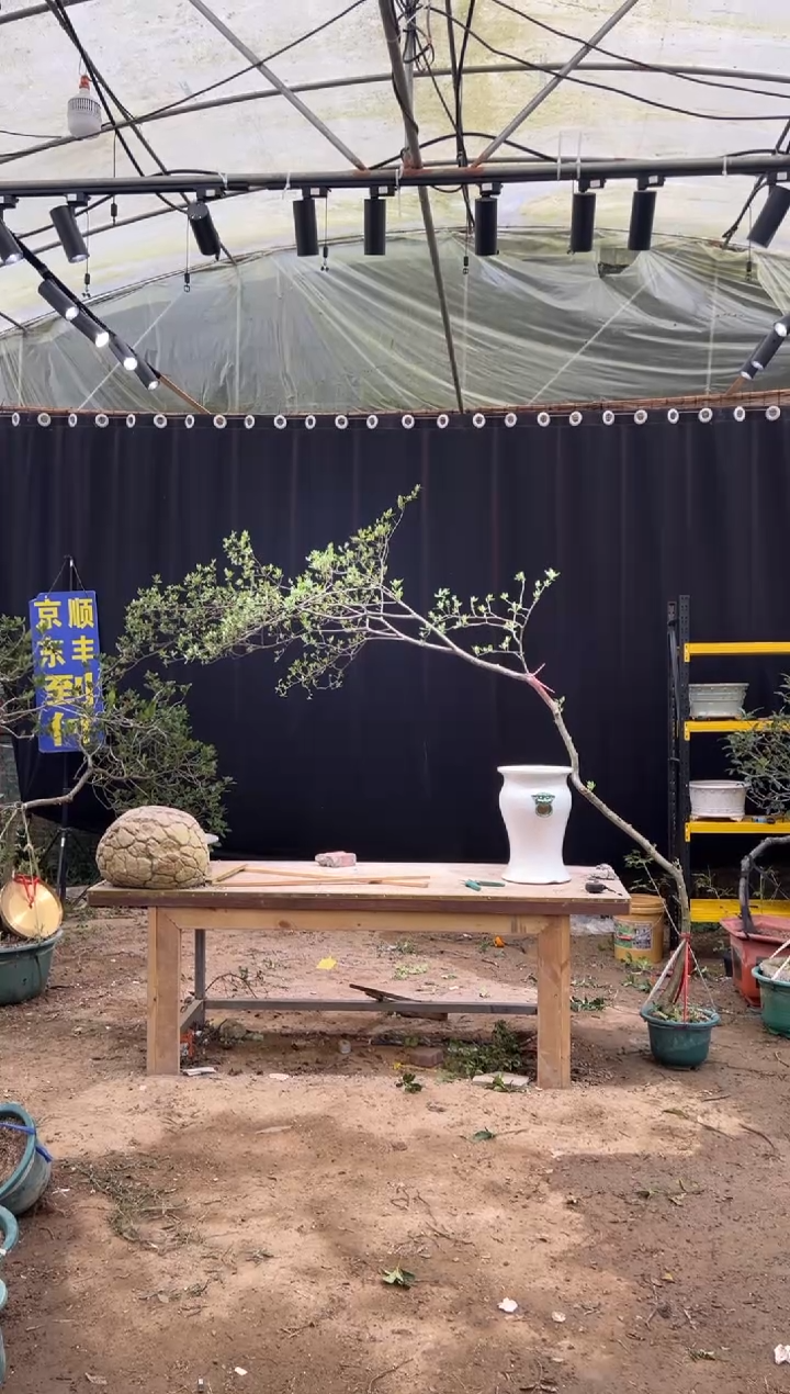 无花朵中****苑 海岛栀子花