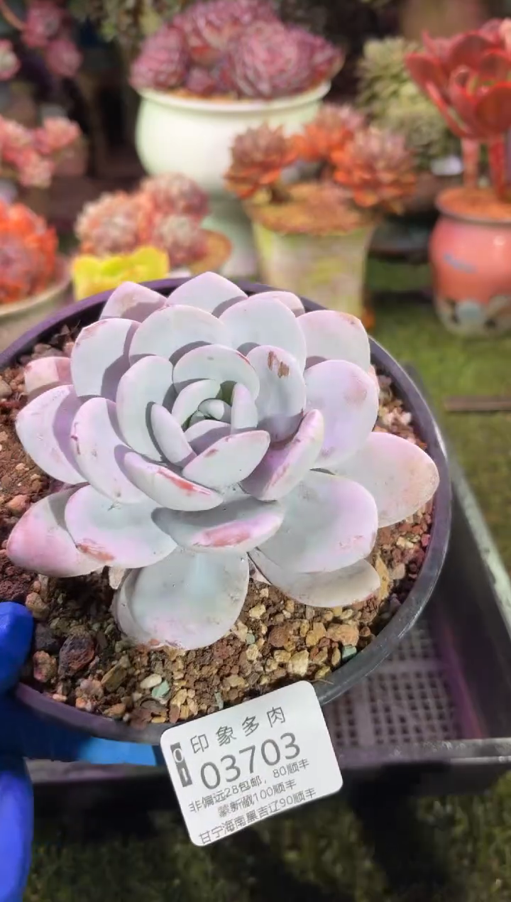 【闪购商品】03703