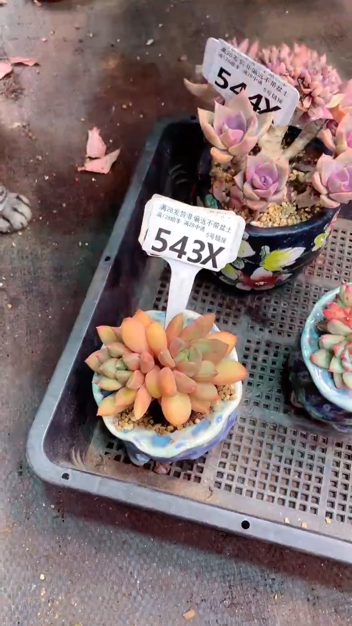 543X 南非姐送的