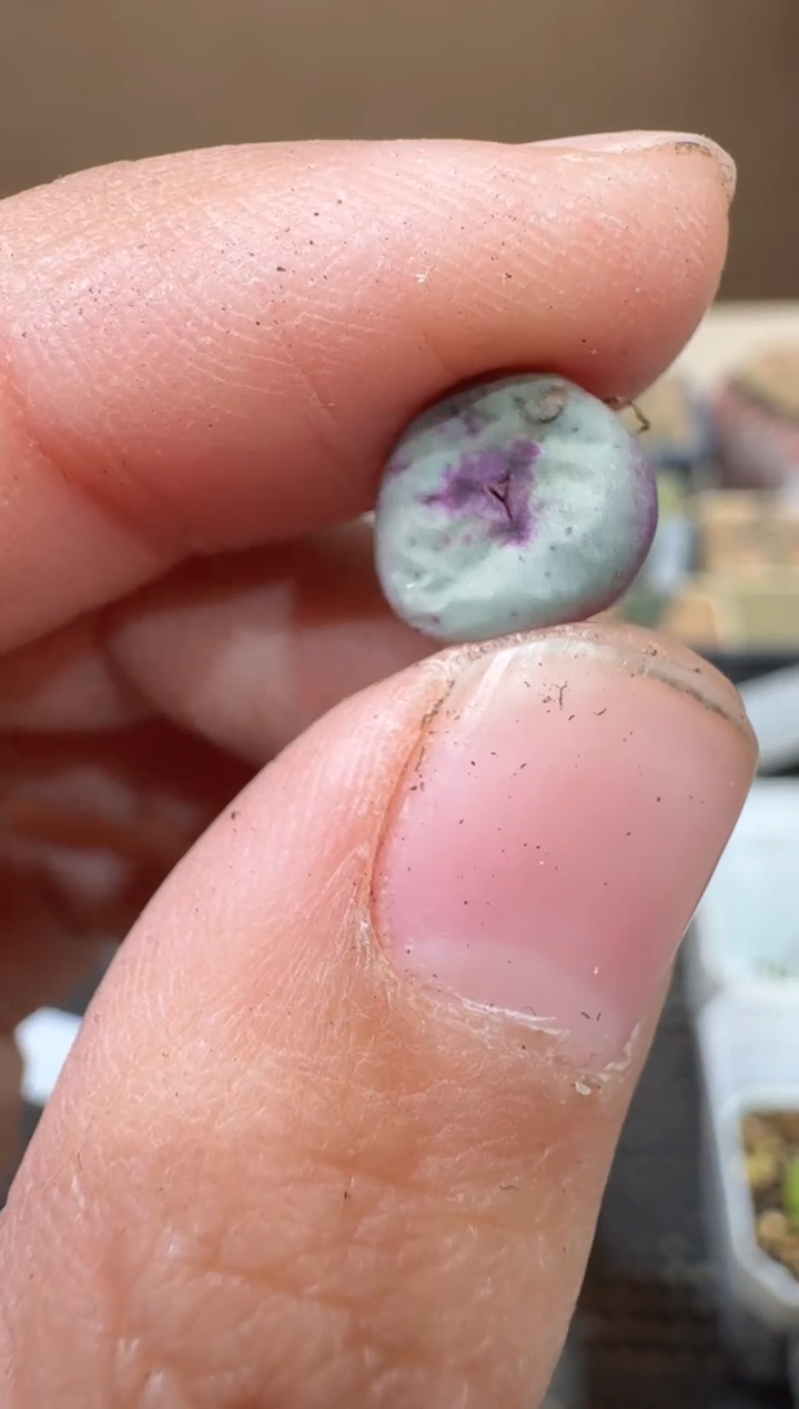 30-14多肉植物肉锥