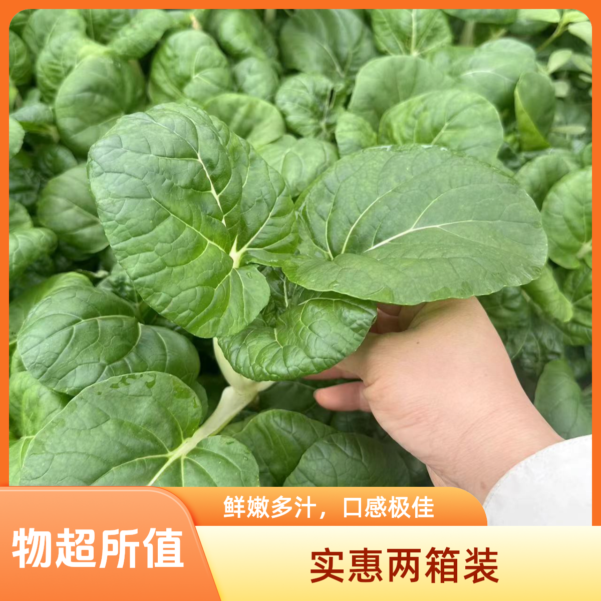 高山蔬菜礼盒实惠2箱装