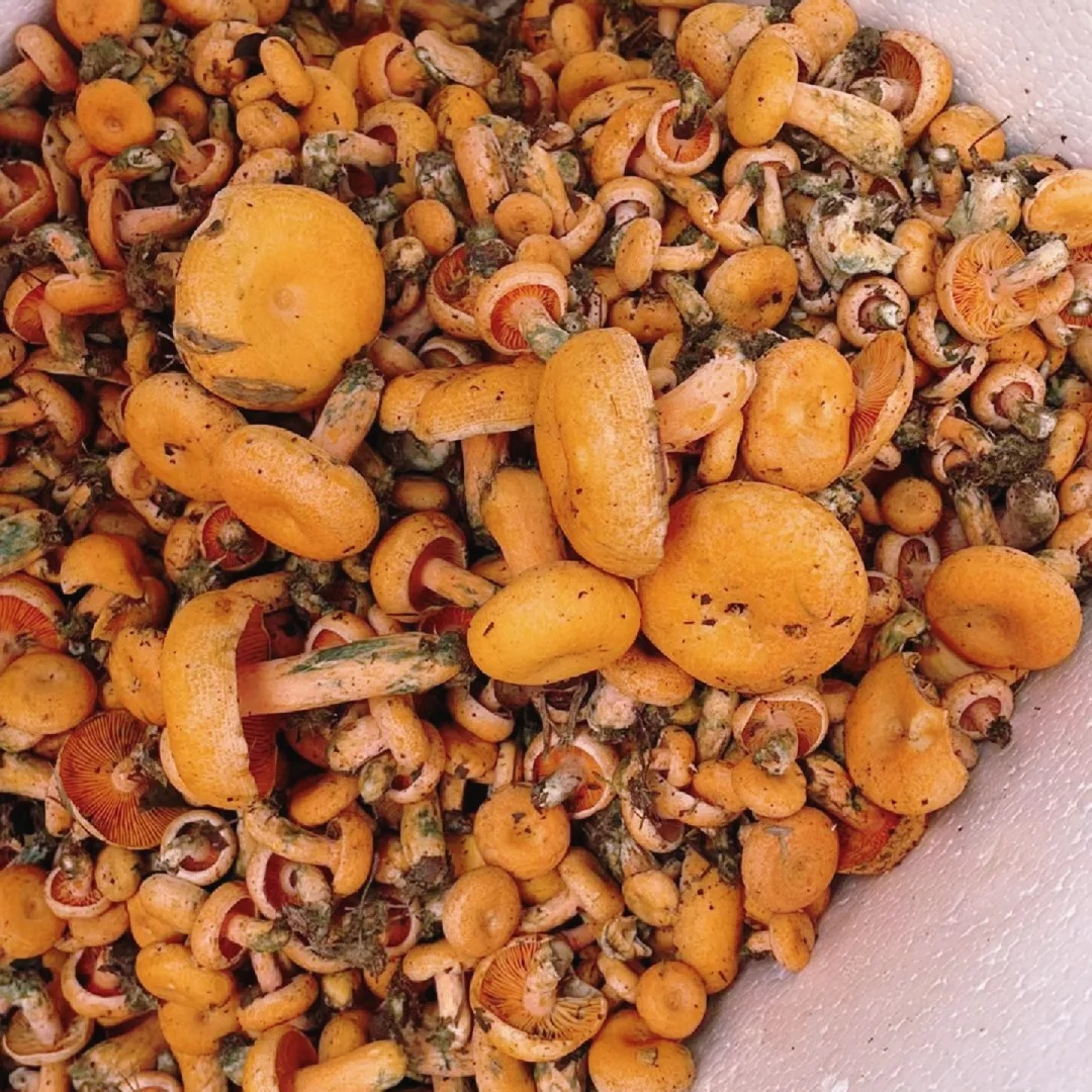 野生寒菌精品扣子菌扣子菌