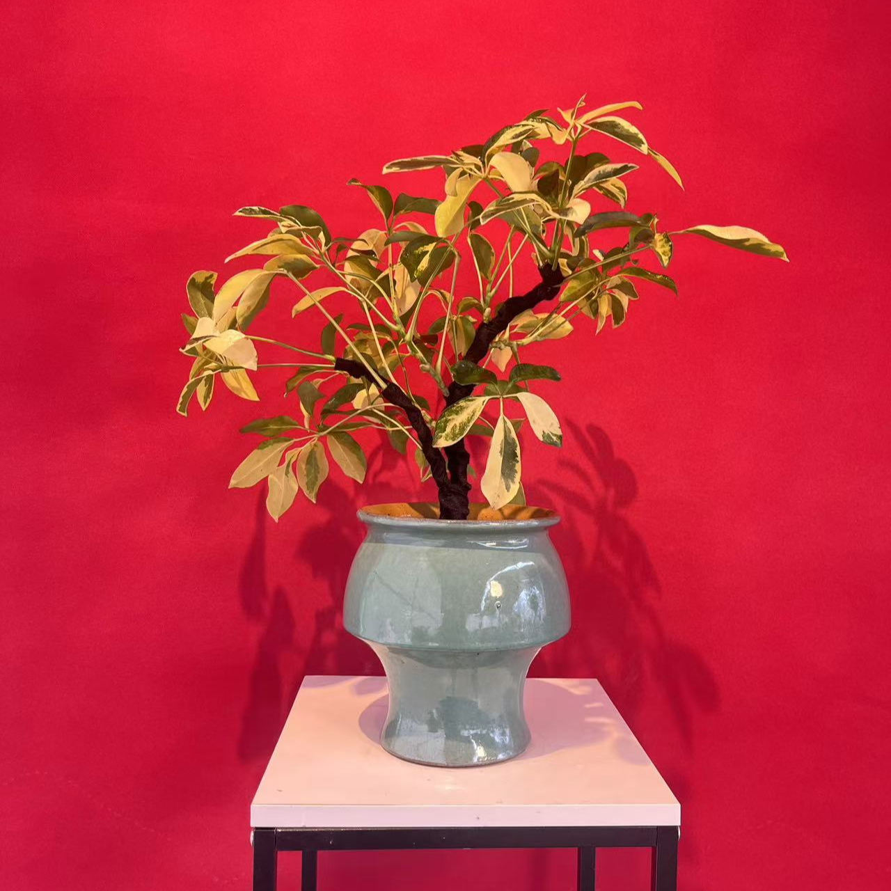 造型澳洲花叶鸭脚木鸭掌木室内办公室桌面造型盆景观叶花卉绿植