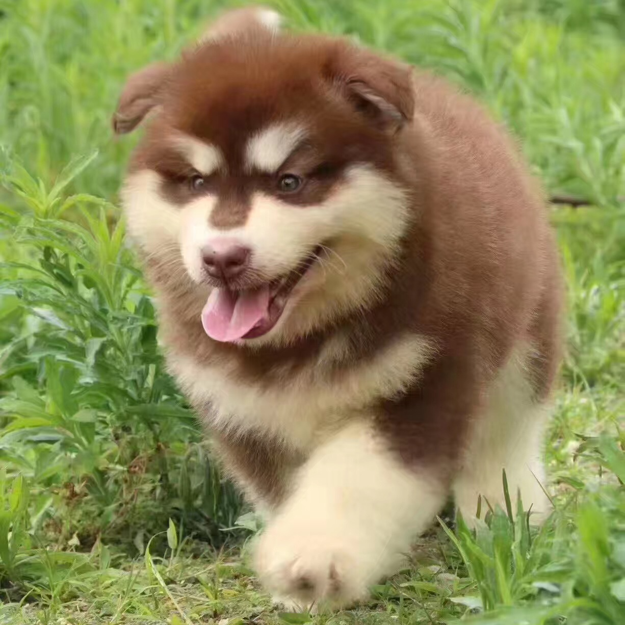 宠物幼犬阿拉斯加金毛比熊边牧萨摩耶（以直播间展示为准）